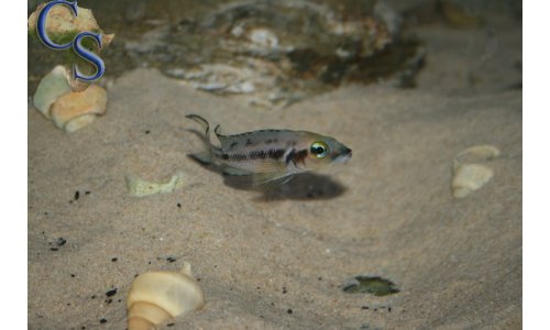 Neolamprologus furcifer